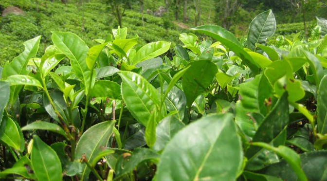 Die Teepflanze Camellia Sinensis
