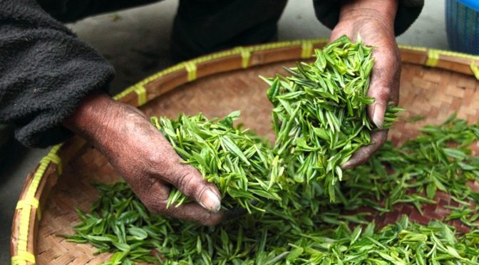 Die Wundermittel in Matcha und anderen grünen Tees: Wissenswertes über Catechine