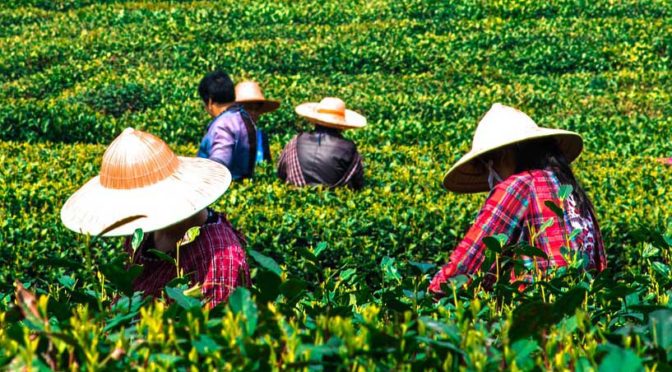 Japanischer Grüner Tee: Sorten und ihre Eigenheiten
