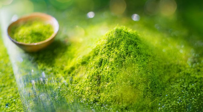 Unicity Matcha: Mehr als nur Energie – Die verborgenen Geheimnisse des grünen Pulvers